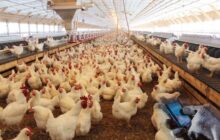 ادامه توزیع گوشت مرغ با نرخ مصوب