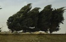مدیرکل منابع طبیعی گیلان عنوان کرد وزش باد گرم؛ زنگ خطر برای جنگل های گیلان