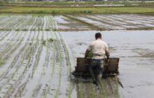 شالیکاران گیلانی هر چه سریعتر نسبت به نشاء برنج اقدام کنند