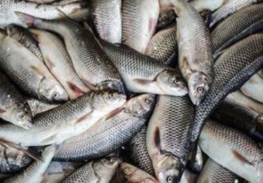 افزایش ۴۸ درصدی صید ماهی از خوان پر نعمت خزر در گیلان
