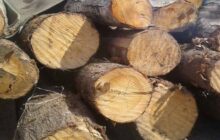 کشف ۶ تن چوب جنگلی قاچاق در فومن