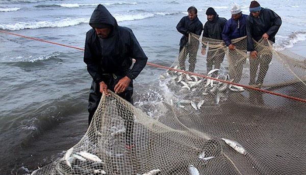 صید ۴۵۰ تن ماهی استخوانی از دریای خزر در گیلان
