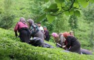 رکورد شکنی برداشت روزانه برگ سبز چای از باغ‌های شمال کشور