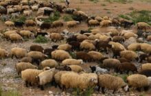 درآمدزایی عشایر گیلان با تولید محصولات کشاورزی