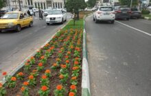 زیبا سازی شهر رشت با گل‌های فصلی و تزیینی