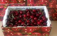 صادرات بیش از ۹۰۰ تن گیلاس از خراسان شمالی به روسیه