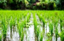 آغاز مرحله سوم آبگذاری شالیزارهای منطقه مرکزی گیلان از صبح چهارشنبه هفته جاری