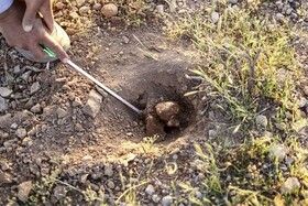 برداشت غیر مجاز قارچ ترافل تخریب خاک را تشدید می کند