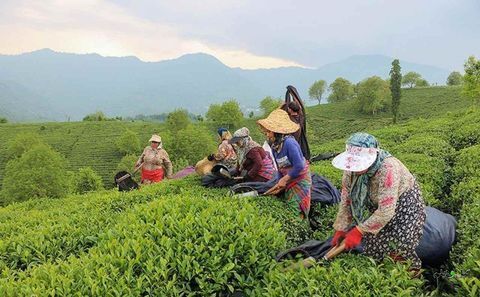 پرداخت ۶۵ درصد بهای برگ سبز چای به چایکاران شمال کشور